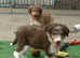 Gorgeous Colliedoole puppies for sale