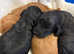 Stunning litter of F1 cockerpoo 1 boy and 1 girl left