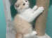 SCOTTISH FOLD