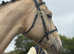 Eye catching champagne coloured spots horse