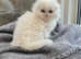 Long hair Scottish Folds