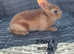 Gorgeous mini Rex