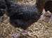 Point of lay chickens