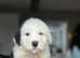 Old English Sheepdog puppies
