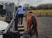 Bay mare ex racehorse
