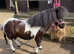 Miniature Show quality Well bred gelding SPSBS