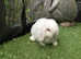 White mini lop baby rabbit born 25.08.23