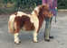 Hermits Prince , miniature registered skewbald colt foal