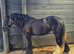 Rising 2yr old shire x cob filly