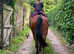 Happy hacker  16.2hh CB x Cob gelding Part loan