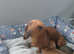 Miniature toy dachshunds puppies for sale
