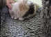Stunning baby rabbits READY NOW !!