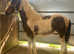 Cob x 10 month old filly