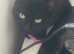 Cat for sale