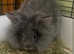long-haired rabbit