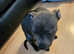 7 Month old Staffy needs rehoming