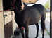 15.1hh 3 year old