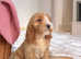 Miniature Australian Labradoodle puppies