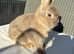 Very handsome Netherland dwarf buck looking for 5* pet home.