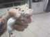 2x baby female rats with starter cage