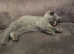 3 British shorthair girls