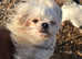 Wanted Maltese or similar cross breed. Limited budget but experienced loving home awaits.