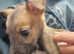 Lurcher puppy