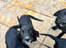 9 week old springador puppy's looking for there forever homes