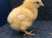 £35 for 5 x Day old La Bresse Gauloise chicks