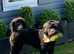 Portuguese water dog pups for sale