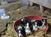 5 sheep dog puppies for sale