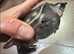 Fly River Turtle (Pig nose Turtle)