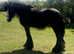 13 hand black cob