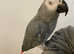 Talking Affectionate Super Cuddly Very Tame African Grey