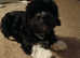 Bichon havanese