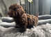 Toy poodle puppy