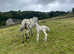 2025 Appaloosa x Andalucian (Spanish spotted saddle horse) colt foal