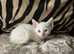 Stunning Munchkin Kitten
