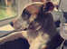 Staffy x collie whippet