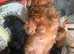 F1 Cavapoo puppies