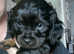 Beautiful pug x miniature dachshund pups