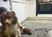 Aussie Boy! Last Boy Looking for Home