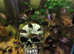 KOI AND PANDA FANTAILS LOTS CHEAPER. READ DESCRIPTION