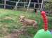 Bedlington x Lurcher puppy last boy remaining
