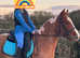 13h gelding