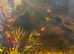 VIBRANT RED PLATY BABIES AVAILABLE NOW COLLECT FROM HOLT, NORFOLK