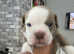 Old English bulldogs puppies for sale.
