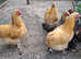 Buff orpington