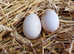 SEBASTOPOL FERTILISED HATCHING EGGS