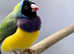 Gouldian Finches  male female,8